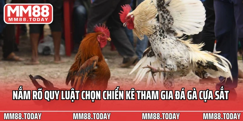 Nắm rõ quy luật chọn chiến kê tham gia đá gà cựa sắt